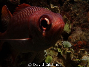 'In your face' Curious soldierfish, Chuuk Lagoon by David Gilchrist 